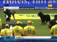 Funny Cricket Moments - Dog Playing in IPL