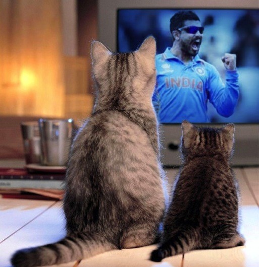 CATS watching SIR JADEJA on the field